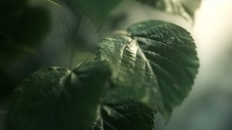 A Little Bit of Green, par Dabarti