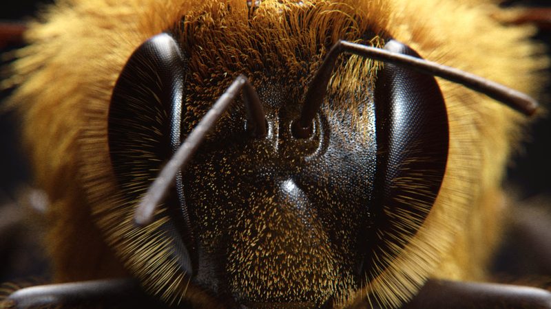 Bee, par Dabarti