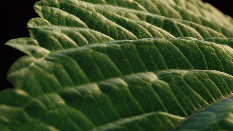 Dabarti Capture: Leaves, par Dabarti