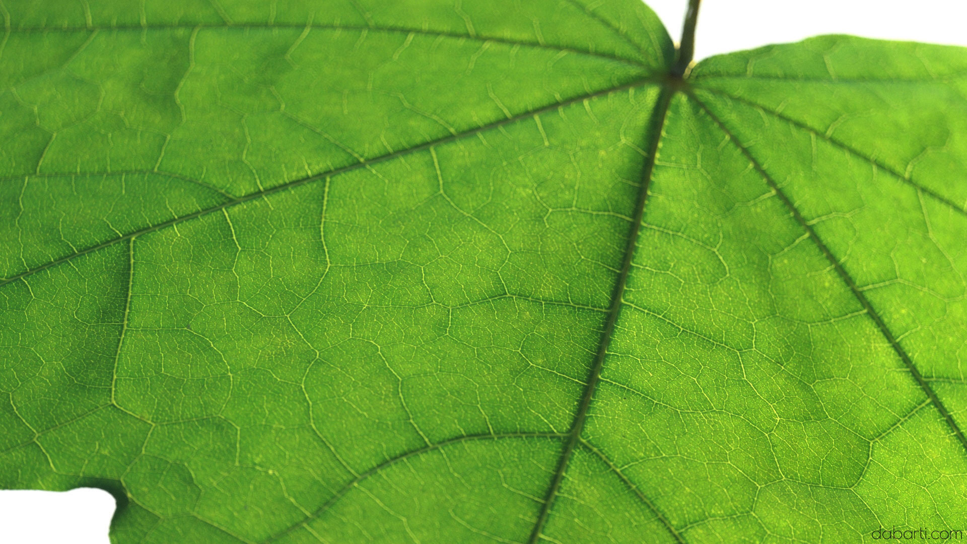 Dabarti Capture: Leaves, project image 9