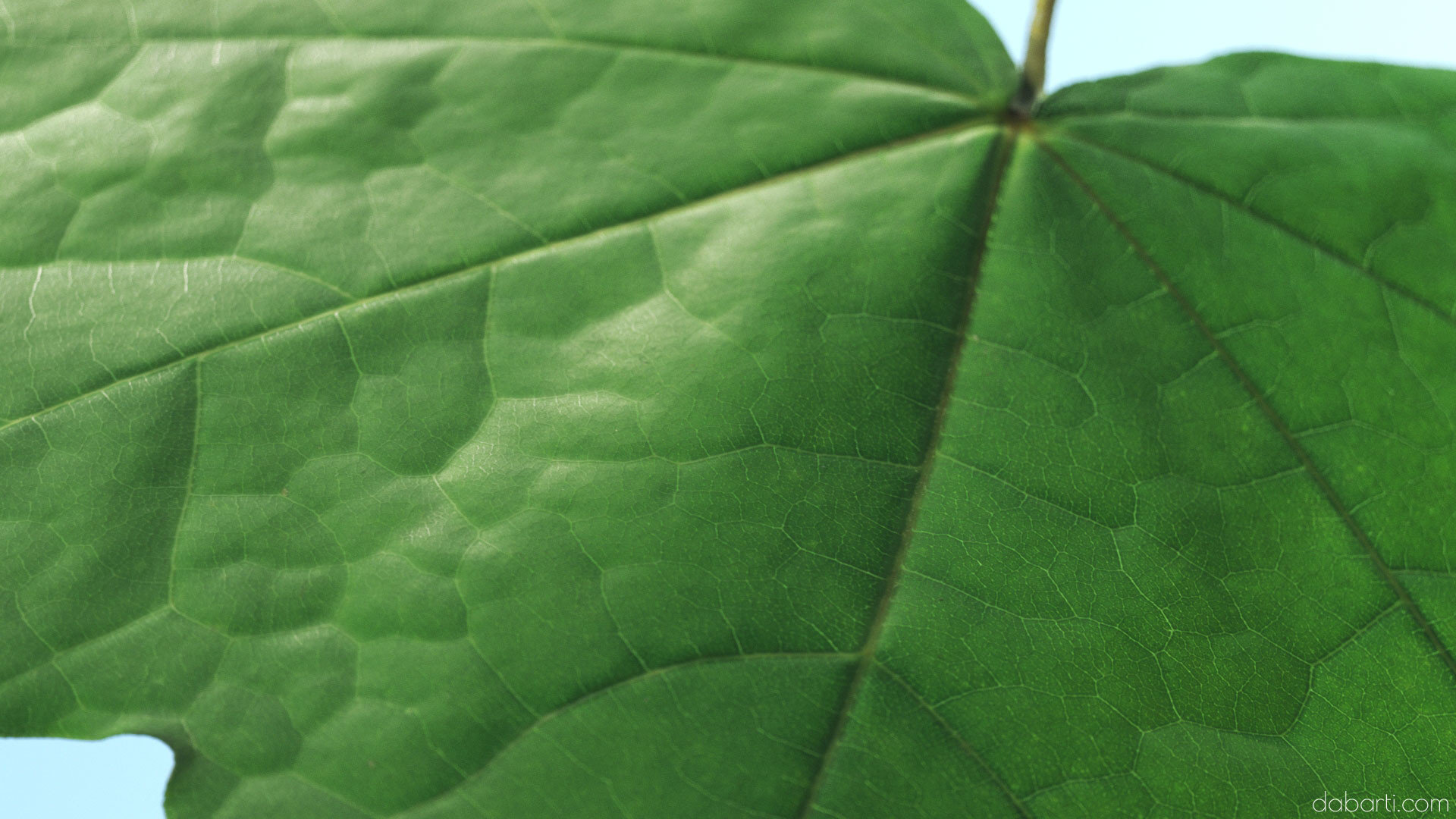 Dabarti Capture: Leaves, project image 10