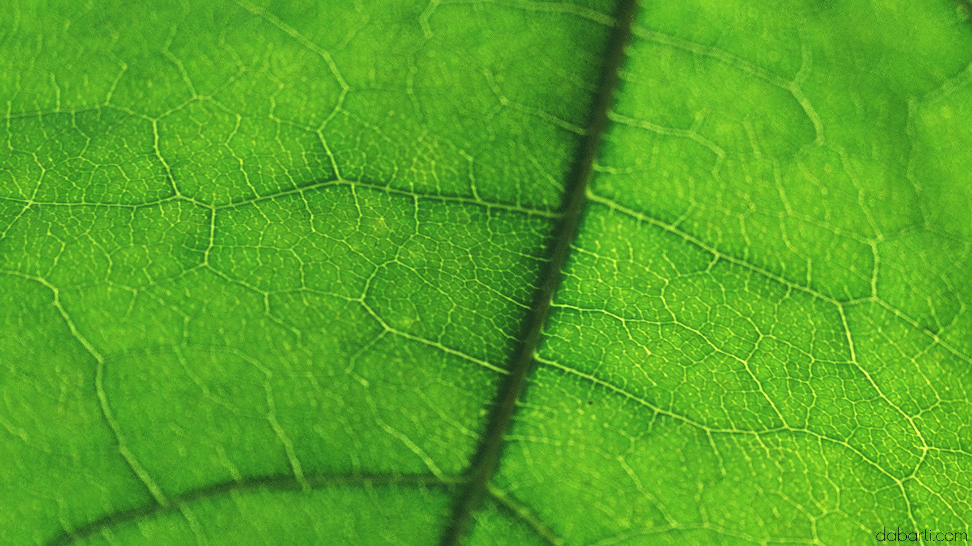 Dabarti Capture: Leaves, project image 8