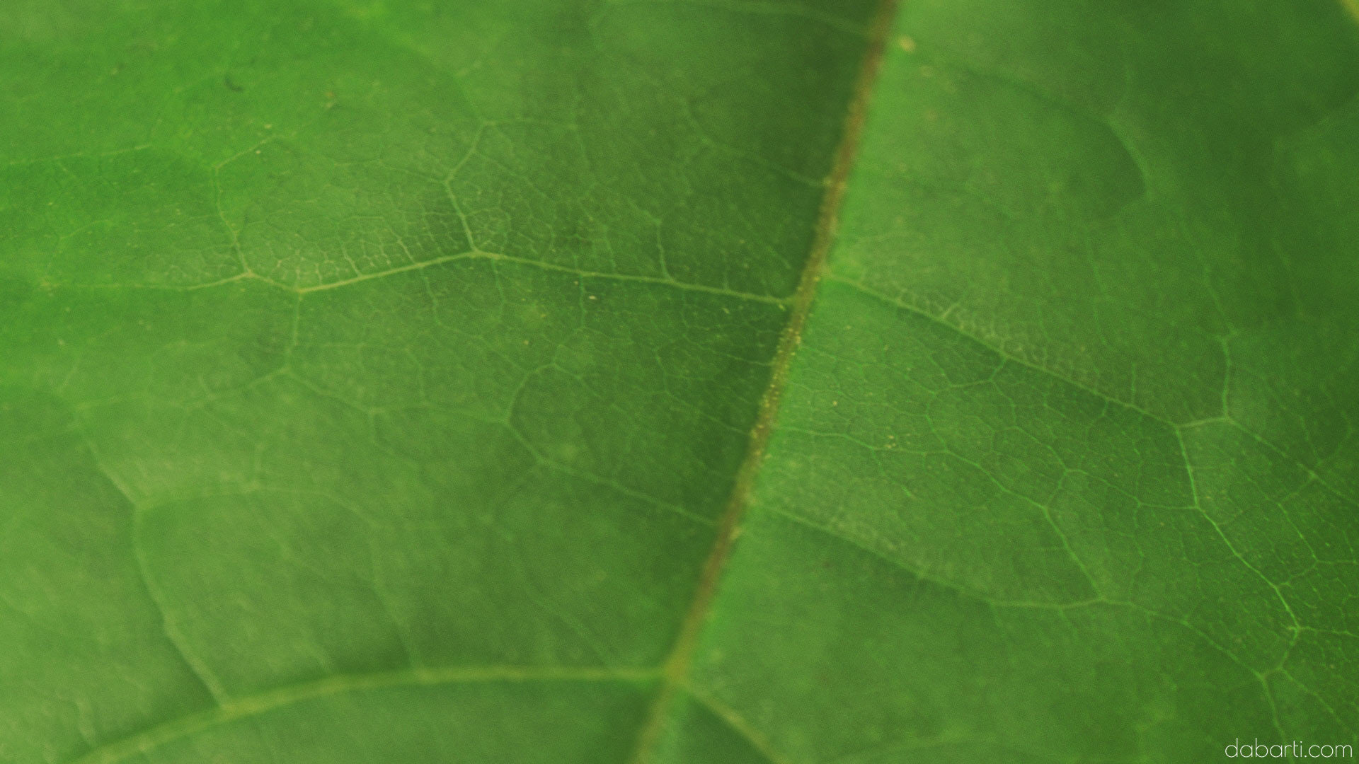 Dabarti Capture: Leaves, project image 6