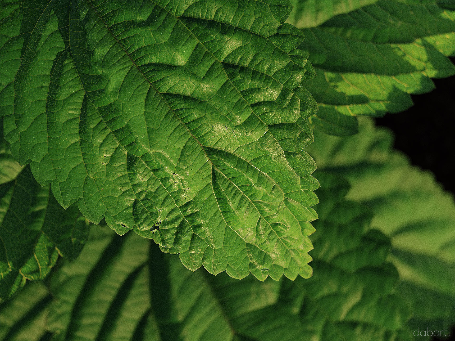 Dabarti Capture: Leaves, project image 4