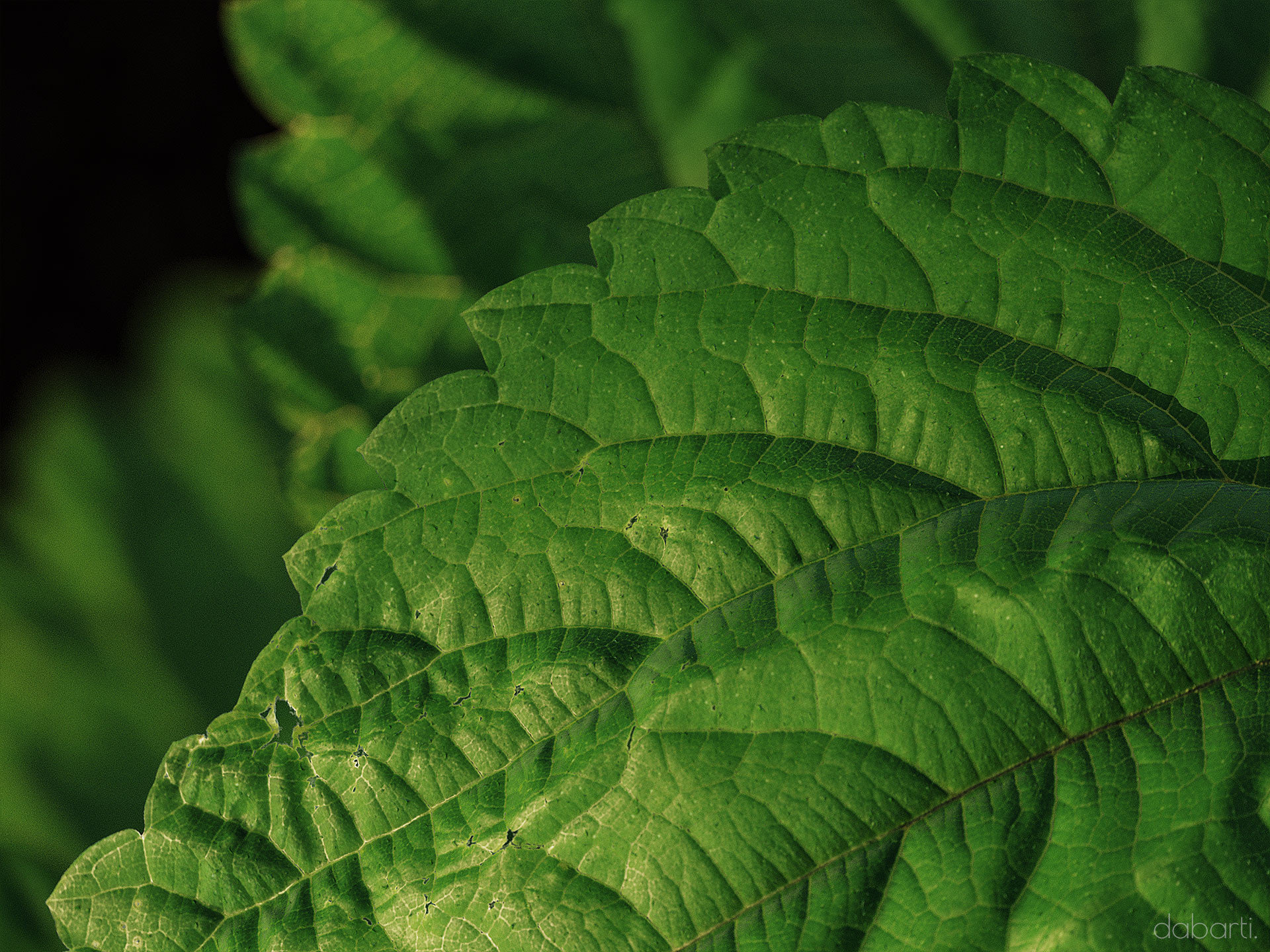 Dabarti Capture: Leaves, project image 3