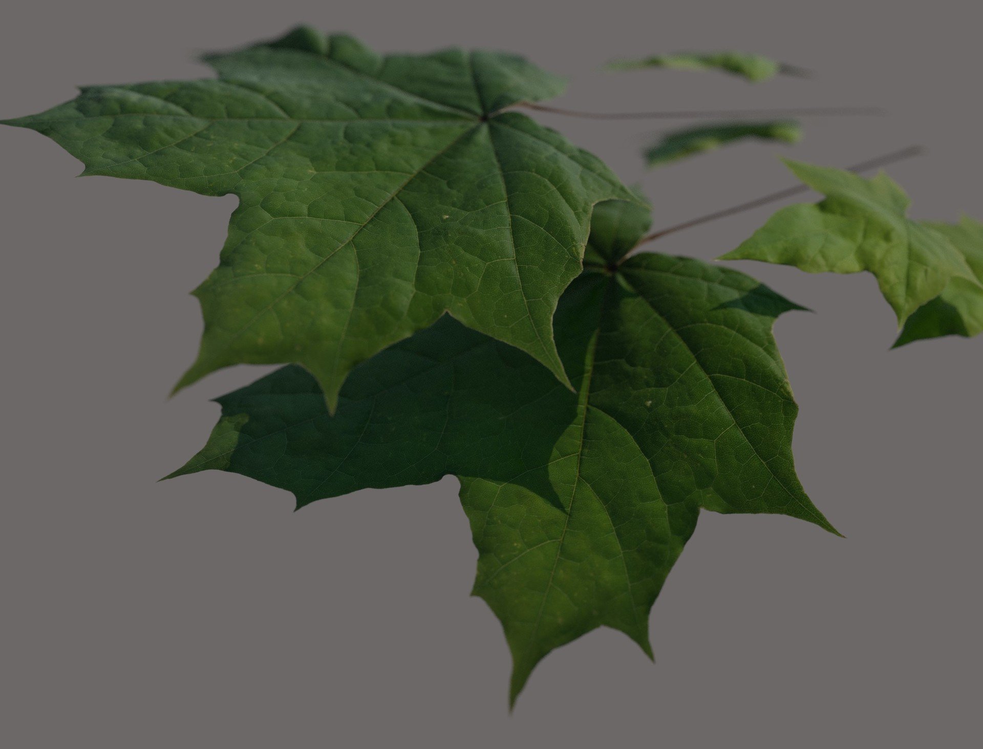 Dabarti Capture: Leaves, project image 7