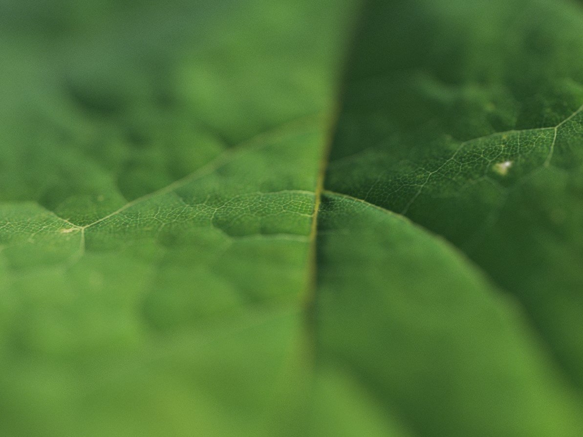 Dabarti Capture: Leaves, project image 5